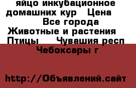 яйцо инкубационное домашних кур › Цена ­ 25 - Все города Животные и растения » Птицы   . Чувашия респ.,Чебоксары г.